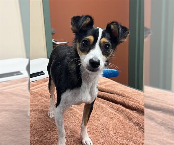 Medium Photo #1 Chihuahua-Unknown Mix Puppy For Sale in Rancho Cucamonga, CA, USA
