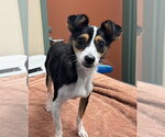 FAITH - Female Chihuahua-Unknown Mix Dog for Adoption - Small photo