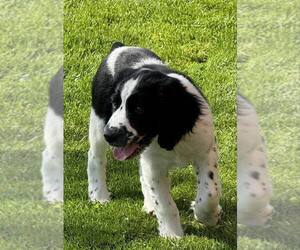 English Springer Spaniel Puppy for sale in BEAVER SPRINGS, PA, USA