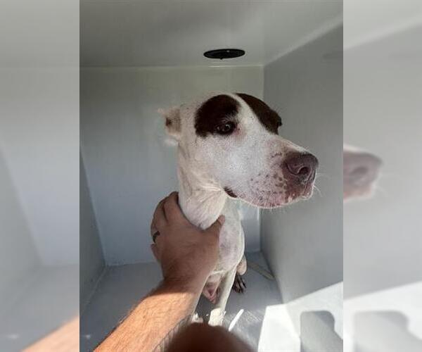 Medium Photo #1 American Pit Bull Terrier-Unknown Mix Puppy For Sale in Houston, TX, USA
