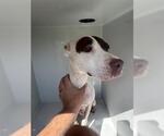 Small American Pit Bull Terrier Mix