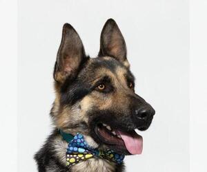 German Shepherd Dog Dogs for adoption in Santa Barbara, CA, USA