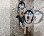 Puppy Jerry Siberian Husky