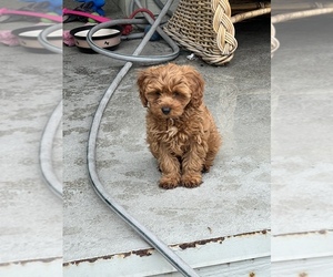 Cavalier King Charles Spaniel-Poodle (Toy) Mix Puppy for sale in NEWPORT BEACH, CA, USA