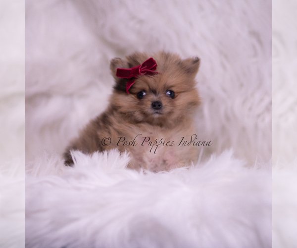 Medium Photo #9 Pomeranian Puppy For Sale in WARSAW, IN, USA