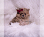 Small #1 Pomeranian