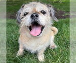 Small #8 Shih Tzu Mix