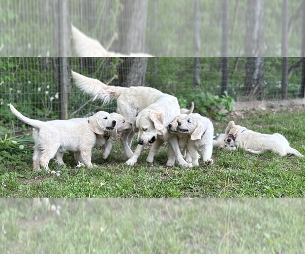 Medium Photo #6 English Cream Golden Retriever Puppy For Sale in WHITE HOUSE, TN, USA