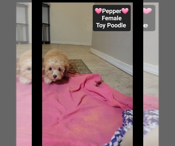 Medium Photo #2 Poodle (Toy) Puppy For Sale in TUCSON, AZ, USA