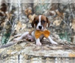 Small #2 Cavalier King Charles Spaniel-Jack Russell Terrier Mix