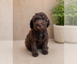 Small #1 Goldendoodle
