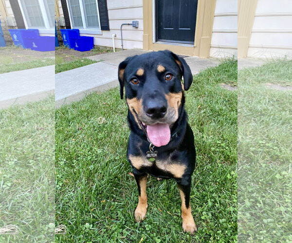 Medium Photo #7 Rottweiler-Unknown Mix Puppy For Sale in White Hall, AR, USA
