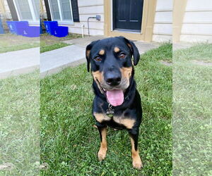 Butch - Male Rottweiler-Unknown Mix Dog for Adoption - Photo #7
