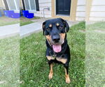 Small #6 Rottweiler Mix