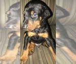 Small Photo #10 Doberman Pinscher Puppy For Sale in SCAPPOOSE, OR, USA