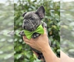 Small #3 French Bulldog