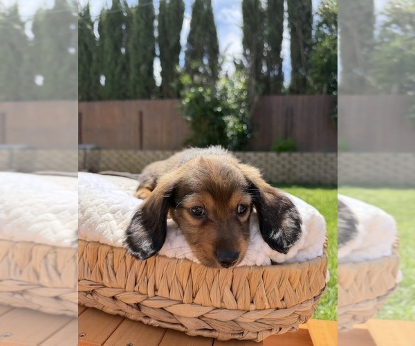 Medium Photo #1 Dachshund Puppy For Sale in NORTH HIGHLANDS, CA, USA