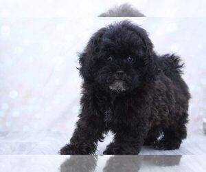 Shih-Poo Puppy for sale in MARIETTA, GA, USA