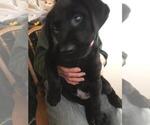 Small Photo #5 Labrador Retriever Puppy For Sale in AVA, MO, USA