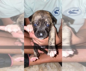 Boxer-Sharberian Husky Mix Puppy for sale in DECATUR, AL, USA
