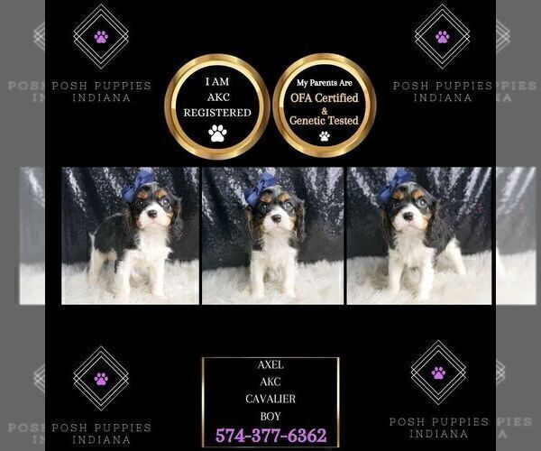 Medium Photo #22 Cavalier King Charles Spaniel Puppy For Sale in WARSAW, IN, USA