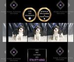 Small #2 Cavalier King Charles Spaniel