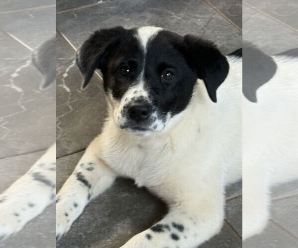 Medium Photo #3 Collie-Unknown Mix Puppy For Sale in Rockaway, NJ, USA