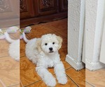 Small #2 Lhasa-Poo