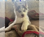 Small Photo #5 Siberian Husky Puppy For Sale in PINON HILLS, CA, USA