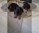 Small Yorkshire Terrier