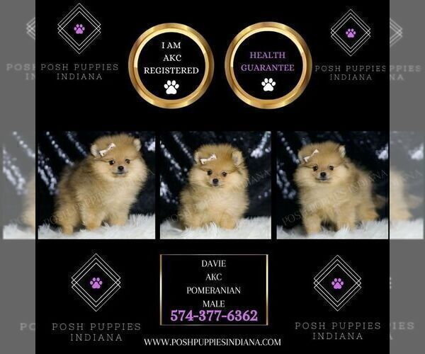 Medium Photo #2 Pomeranian Puppy For Sale in WARSAW, IN, USA