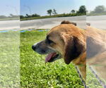 Small #2 Retriever  Mix