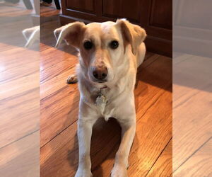 Golden Retriever-Unknown Mix Dogs for adoption in Brewster, NY, USA
