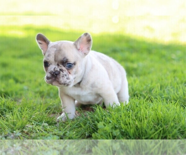 Medium Photo #3 French Bulldog Puppy For Sale in WINTER PARK, FL, USA