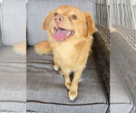 Small #6 Chihuahua-Spaniel Mix