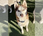 Cowboy - Male Siberian Husky Dog for Adoption - Small photo