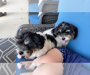 Shih-Poo Puppy for sale in FERRELVIEW, MO, USA
