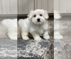 Coton de Tulear Puppy for sale in CANOGA, NY, USA