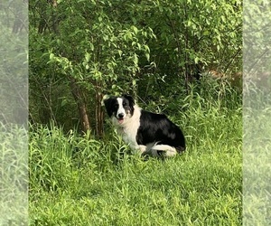 Mother of the Border Collie puppies born on 07/27/2023