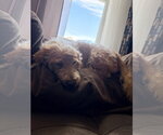 Small #1 Doxiepoo (Standard)