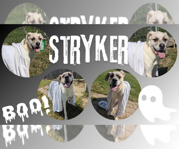 Medium Photo #2 Great Pyrenees-Unknown Mix Puppy For Sale in Richmond, IN, USA