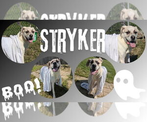 Stryker-Sponsored - Male Great Pyrenees-Unknown Mix Dog for Adoption - Photo #2
