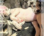 Small Photo #6 Great Dane Puppy For Sale in WILM, NC, USA