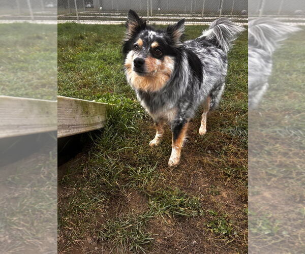 Medium Photo #2 Pomeranian-Unknown Mix Puppy For Sale in Pierceton , IN, USA