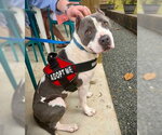 Small Photo #5 American Staffordshire Terrier-Unknown Mix Puppy For Sale in Tallahassee, FL, USA