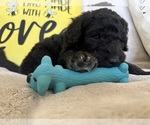 Small #2 Goldendoodle