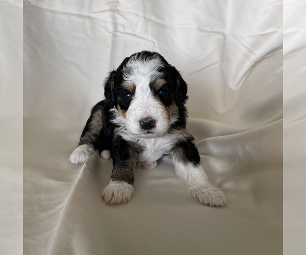 Medium Photo #4 Miniature Bernedoodle Puppy For Sale in BLOOMINGTON, IL, USA