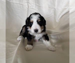 Medium Miniature Bernedoodle