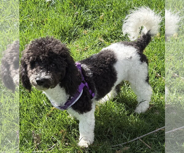 Medium Photo #2 Bichon Frise Puppy For Sale in Wheaton, IL, USA