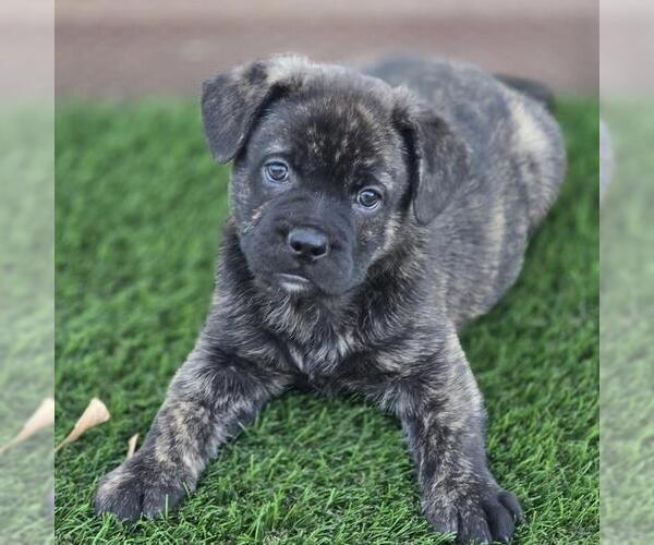 Medium Photo #4 French Bulldog-Unknown Mix Puppy For Sale in San Diego, CA, USA